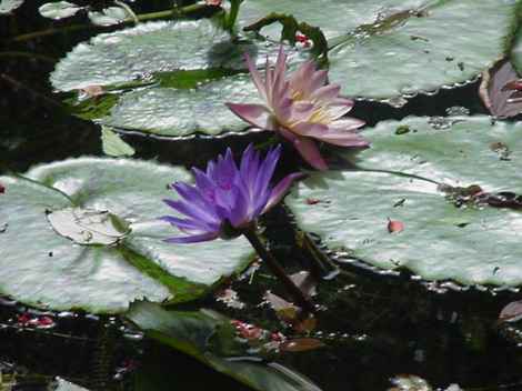 Barbados pictures Andromeda Gardens