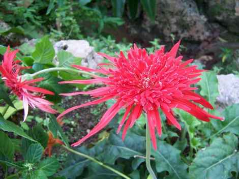 Barbados pictures Andromeda Gardens