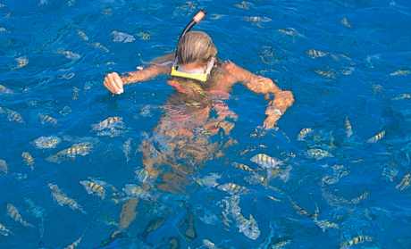 barbados snorkeling with tropical fish