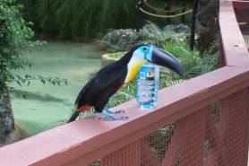 Graeme Hall nature park bird