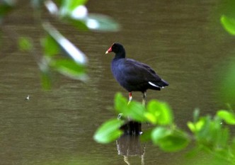 bird at nature park in Barbados