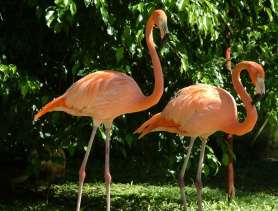 flamingos at Graeme Hall swamp
