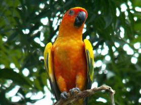 Graeme Hall parrot