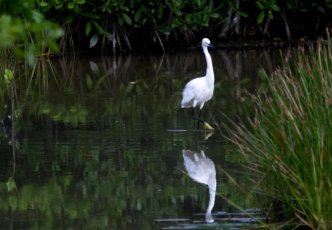 white bird at Graeme Hall swamp