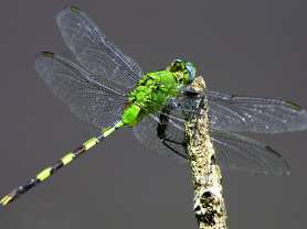 insect at Graeme Hall Nature park Barbados